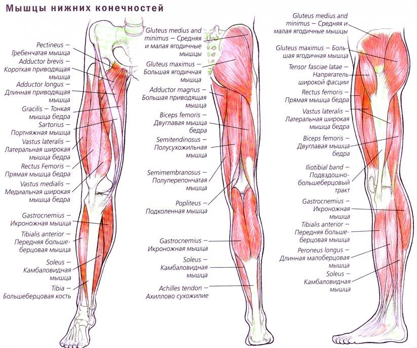 Мышцы нижних конечностей