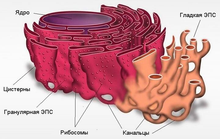 В клетке липиды в отличие от углеводов выполняют функцию