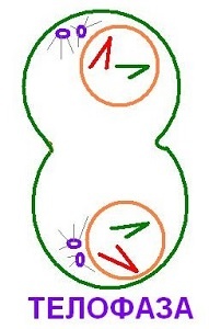 Жизненный цикл клетки рост thumbnail