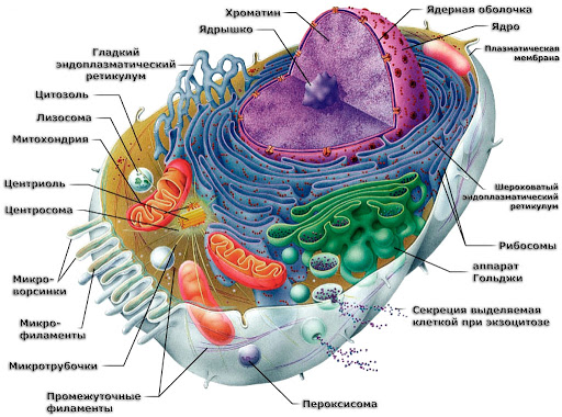 Реферат: Немембранные органеллы клетки