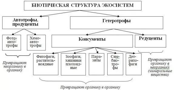 Экосистема