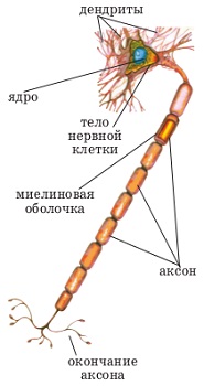 Нервная клетка