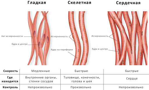 Мышечная ткань