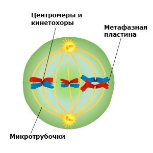 что такое конъюгация в мейозе. Смотреть фото что такое конъюгация в мейозе. Смотреть картинку что такое конъюгация в мейозе. Картинка про что такое конъюгация в мейозе. Фото что такое конъюгация в мейозе