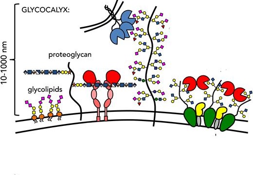 Гликокаликс