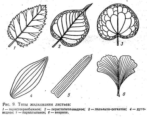 Типы жилкования листьев
