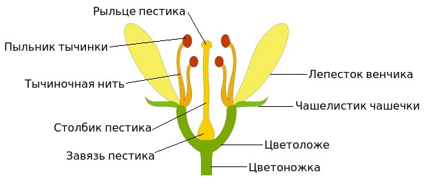Строение цветка