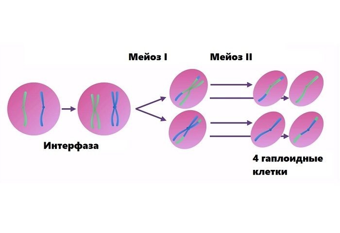 В каких клетках содержится диплоидный а в каких гаплоидный набор хромосом thumbnail