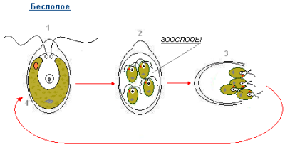 Бесполое размножение хламидомонады схема с подписями