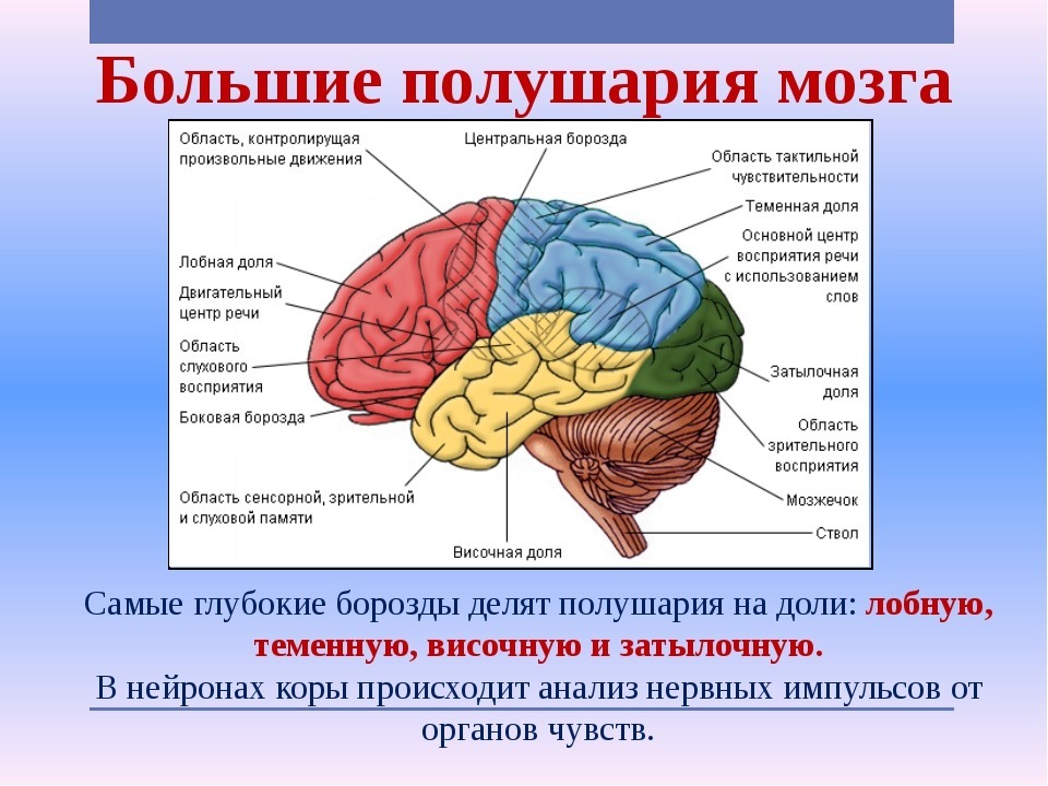 Слуховая обонятельная зона. Строение и функции больших полушарий головного мозга. Строение головного мозга доли. Доли больших полушарий головного мозга схема. Большие полушария головного мозга структура.