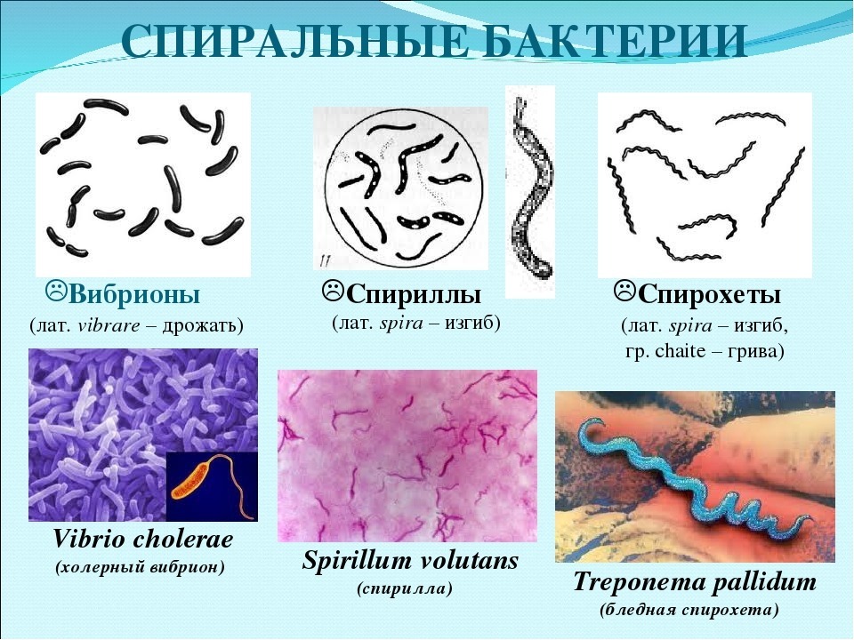 Бактерии изогнутой формы носят название. Трепонема форма бактерий. Извитые формы бактерий вибрионы. Форма и строение бактерии спириллы. Спириллы и спирохеты.