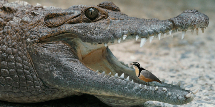 крокодил