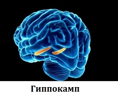 гиппокам гиппокам