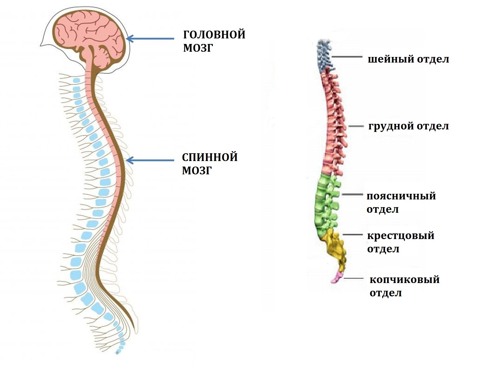 Спинной и головной мозг тест 8 класс. Схема спинного мозга с обозначениями. Головной и спинной мозг. Характеристика спинного мозга. Строение позвоночника.