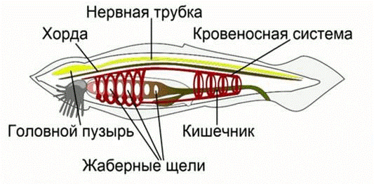 Хордовые: определение, характерные признаки, подтипы, примеры