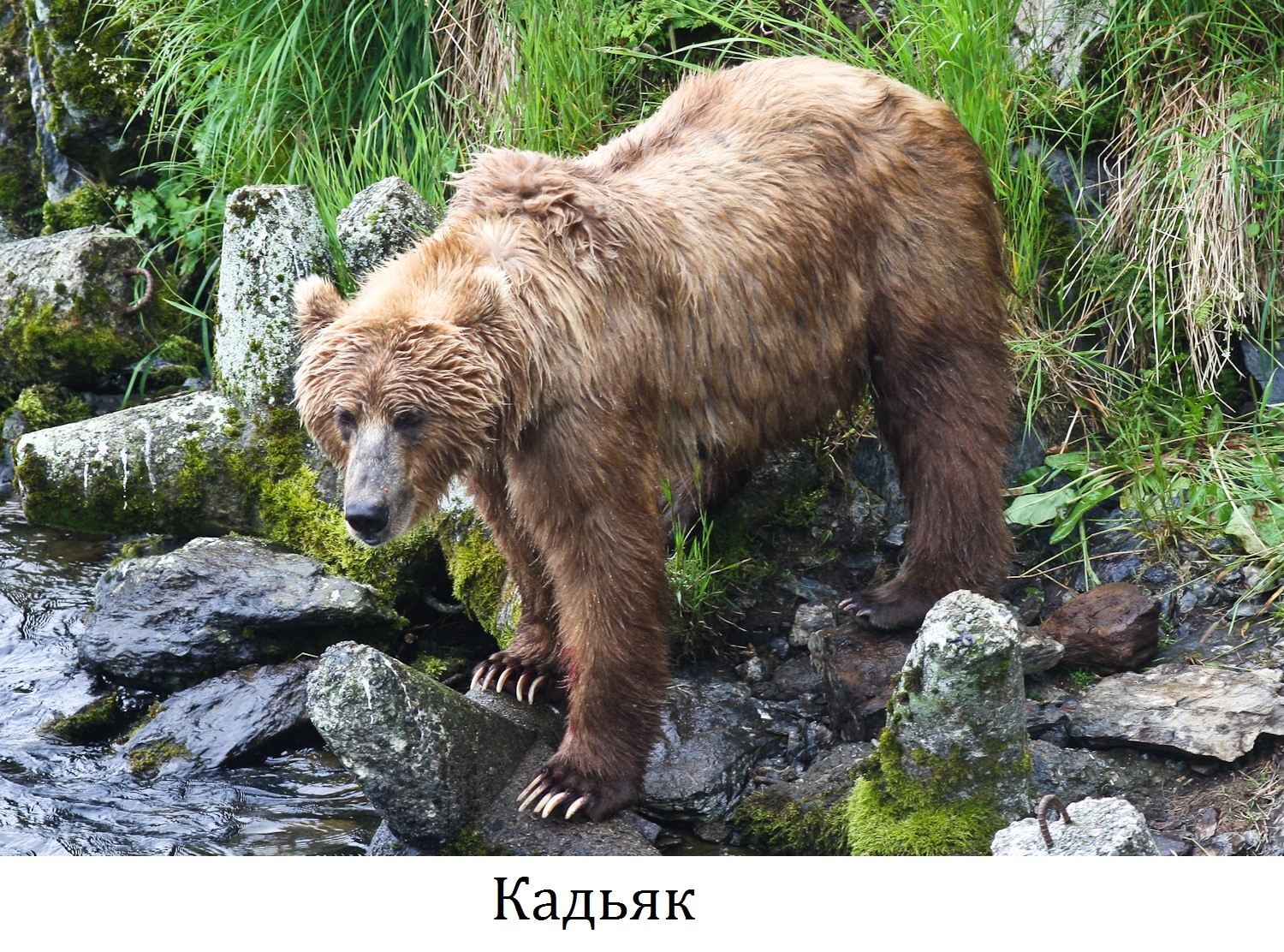 Какие медведи хищники. Бурый медведь Кадьяк. Кадьяк (медведь). Аляскинский бурый медведь Кадьяк. Медведь бурый Кодиак.