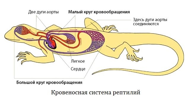 кровеносная