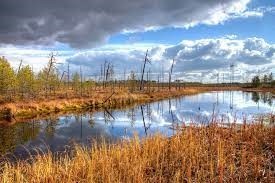 болото
