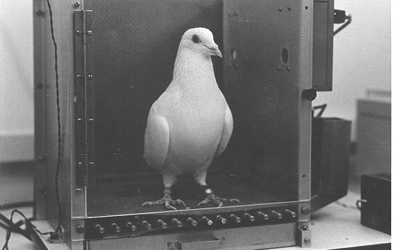 птица птица