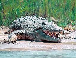 крокодил