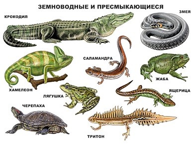 Земноводные: общее понятие, примеры животных, строение и размножение ...