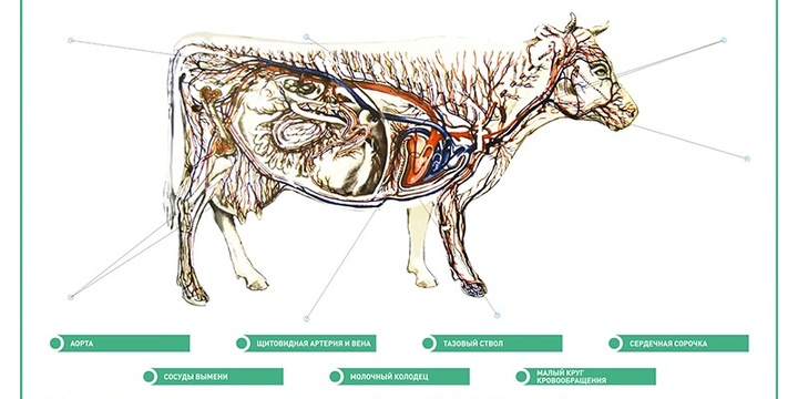 корова корова