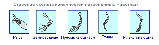 скелет скелет