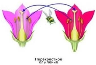 опыление
