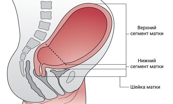 живот живот
